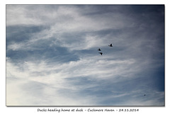 Ducks at dusk - Cuckmere - 24.11.2014