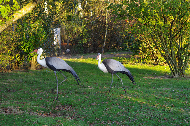 Parc des oiseaux - Villars les Dombes - Ain