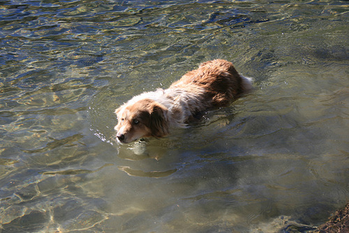 Jill swimming