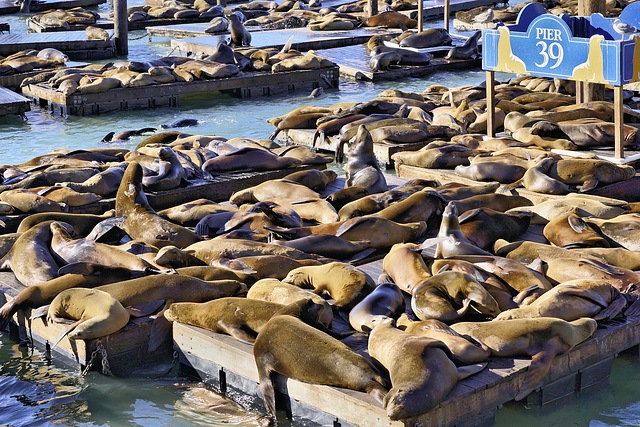 California Sea Lions – Pier 39, North Beach, San Francisco, California