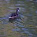 Parc aux oiseaux - Villars les Dombes