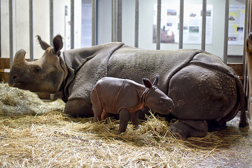 Nashorn und Nashörnchen (Wilhelma)