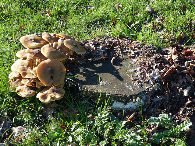 Bournemouth Fungi (1) - 18 November 2014