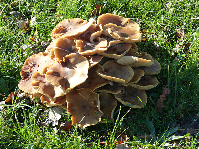 Bournemouth Fungi (2) - 18 November 2014