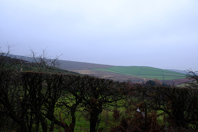 slashed hedges