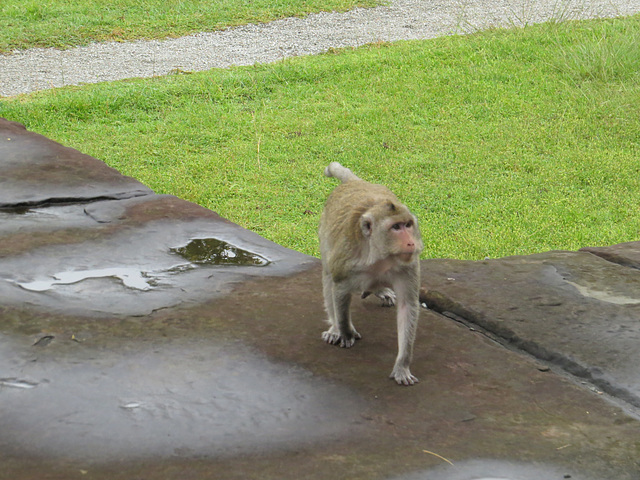 Angkor Vat : macaque, 1