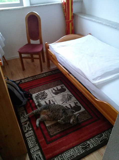 Saarbrücken 2014 – Cat room service