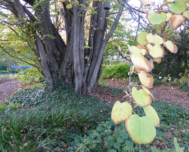 Kuchenbaum  (Cercidiphyllum japonicum)