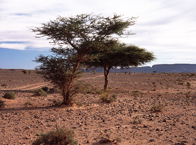 stone desert, Souss-Massa-Draâ, Marokko