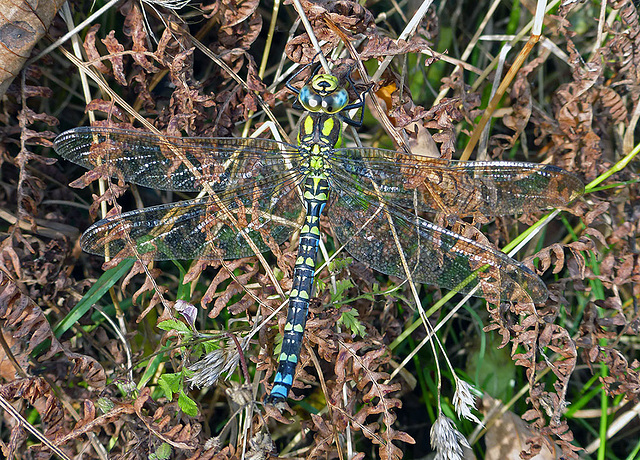 Southern Hawker at large