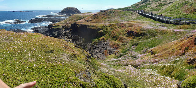 Phillip Island in early summer