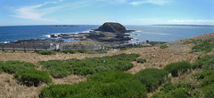 Phillip Island in early summer