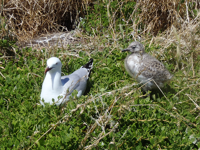 Phillip Island in early summer