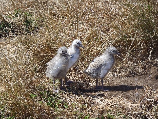 Phillip Island in early summer