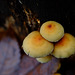Autumn Fungus X-Pro1 60mm
