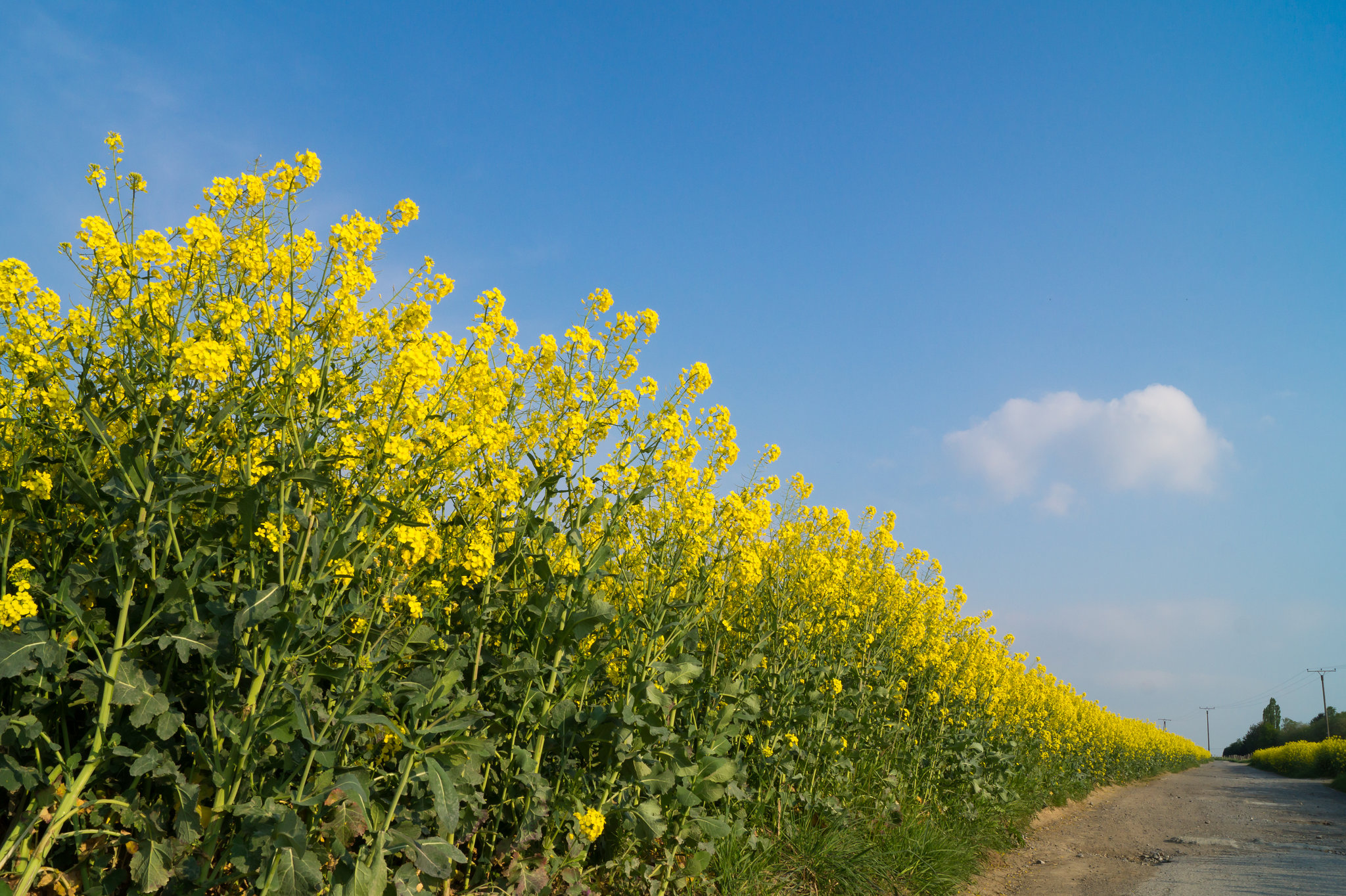 Rapsfeld DSC05200