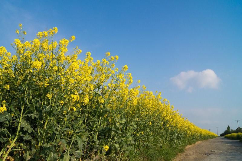 Rapsfeld DSC05200