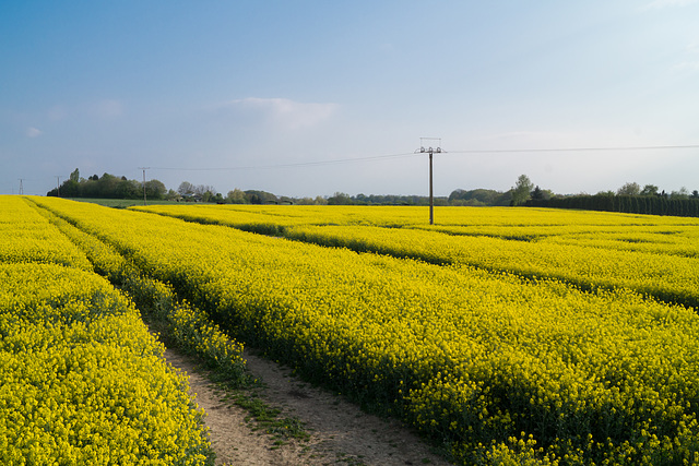 Rapsfeld DSC05198