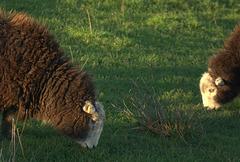 Herdys Herdys