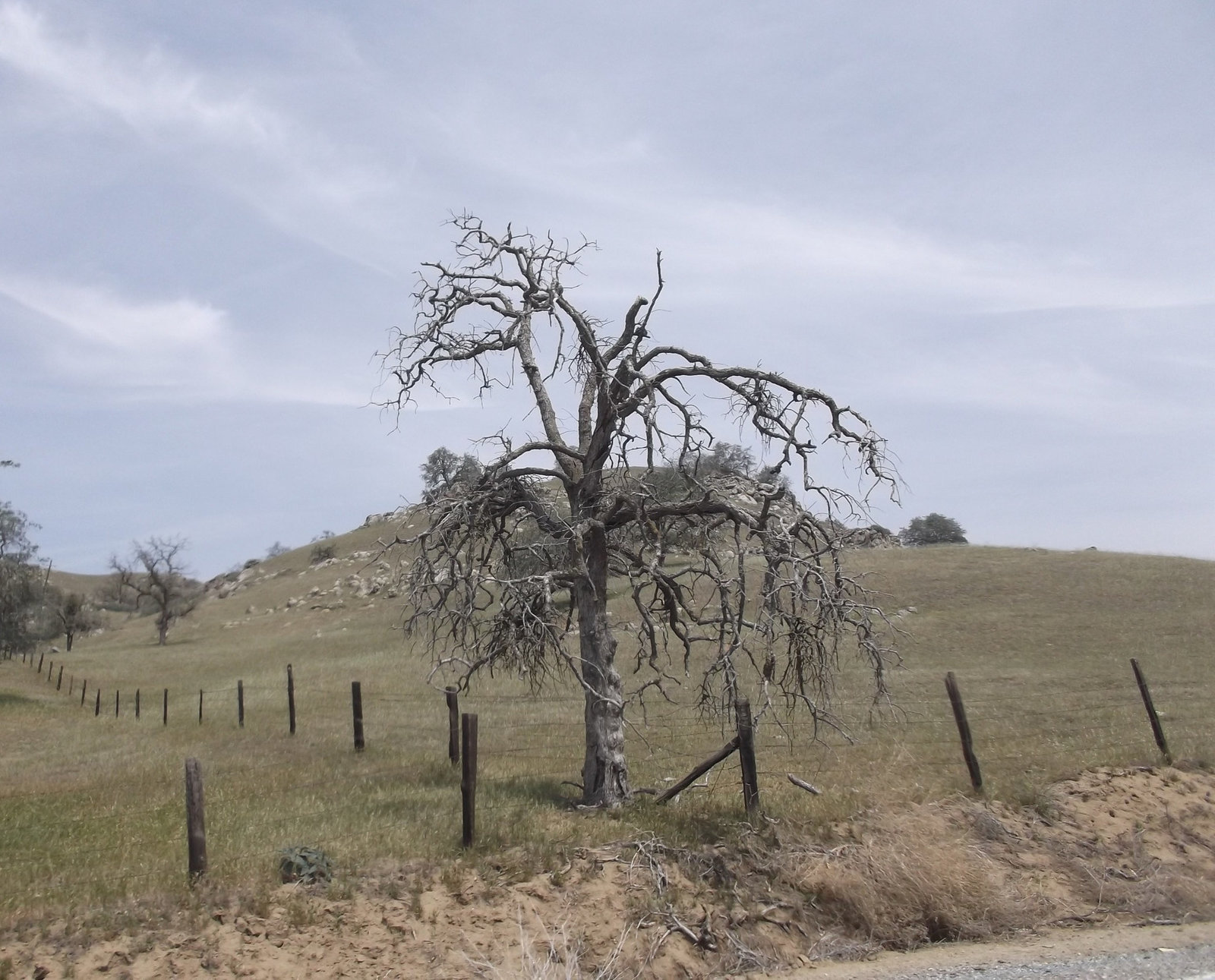 Cross fences tree