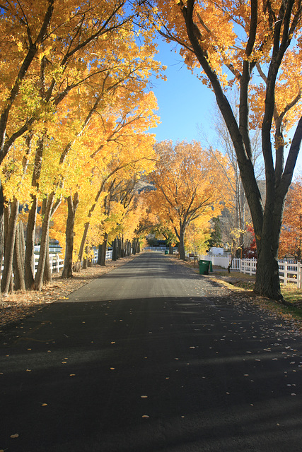 Turning Cottonwoods