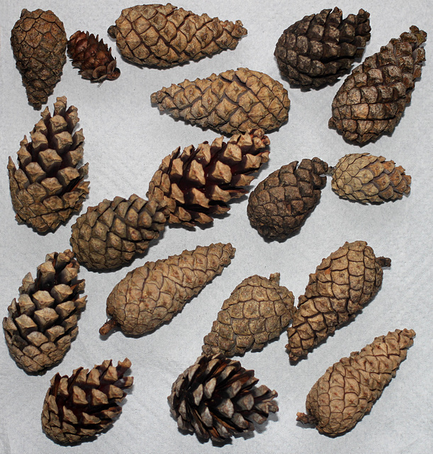 Pinecones