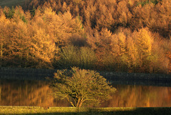 Swineshaw Trees Glow! Swineshaw Trees Glow!