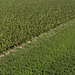Franciacorta - Brescia