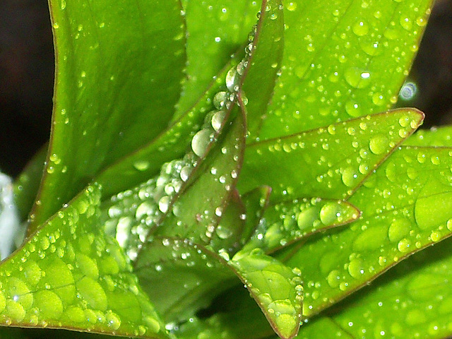 Raindrops on the lilies