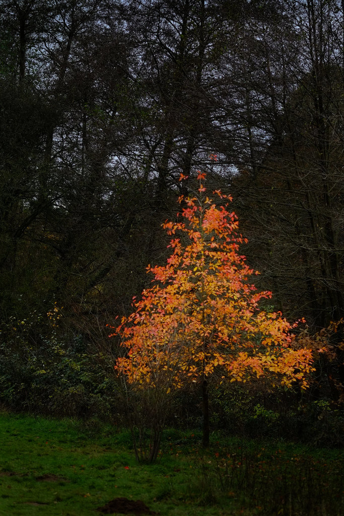Autumn Leaves Fuji X-Pro1 60mm 1