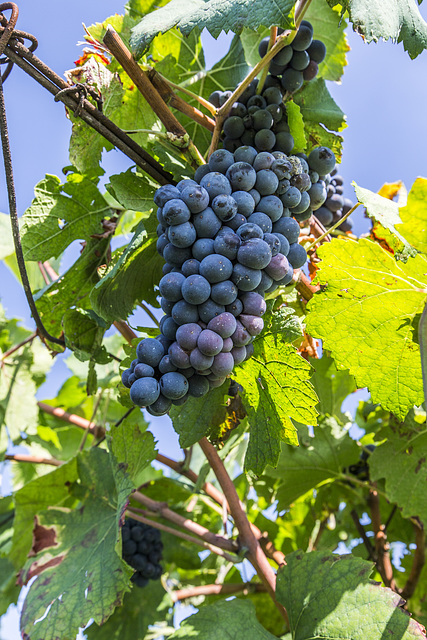 Franciacorta - Brescia
