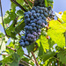 Franciacorta - Brescia