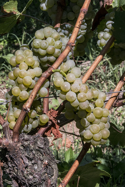Franciacorta - Brescia