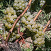 Franciacorta - Brescia