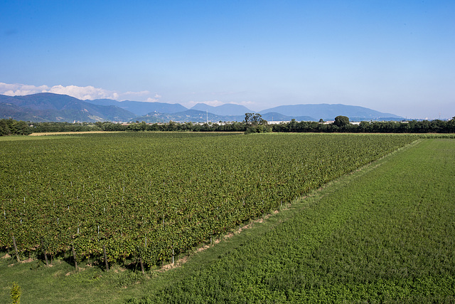 Franciacorta - Brescia