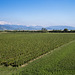 Franciacorta - Brescia