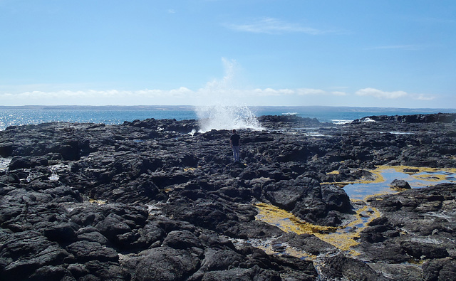 Phillip Island in early summer