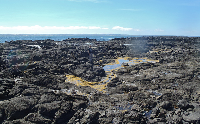 Phillip Island in early summer