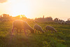 Schafe DSC07423