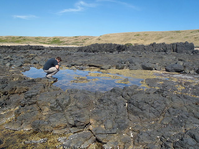 Phillip Island in early summer