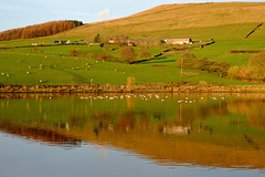 Blackshaw Farm and Canada Geese Blackshaw Farm and Canada Geese