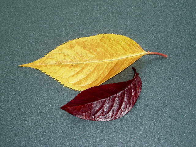 Colours of autumn