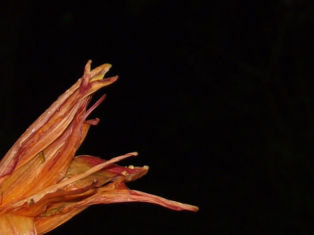 The remains of a day lily