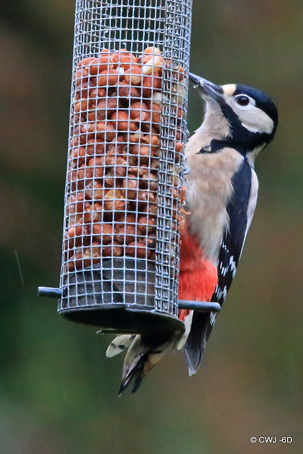 Our peanut-eating Greater Spotted Woodpecker!