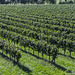 Franciacorta - Brescia
