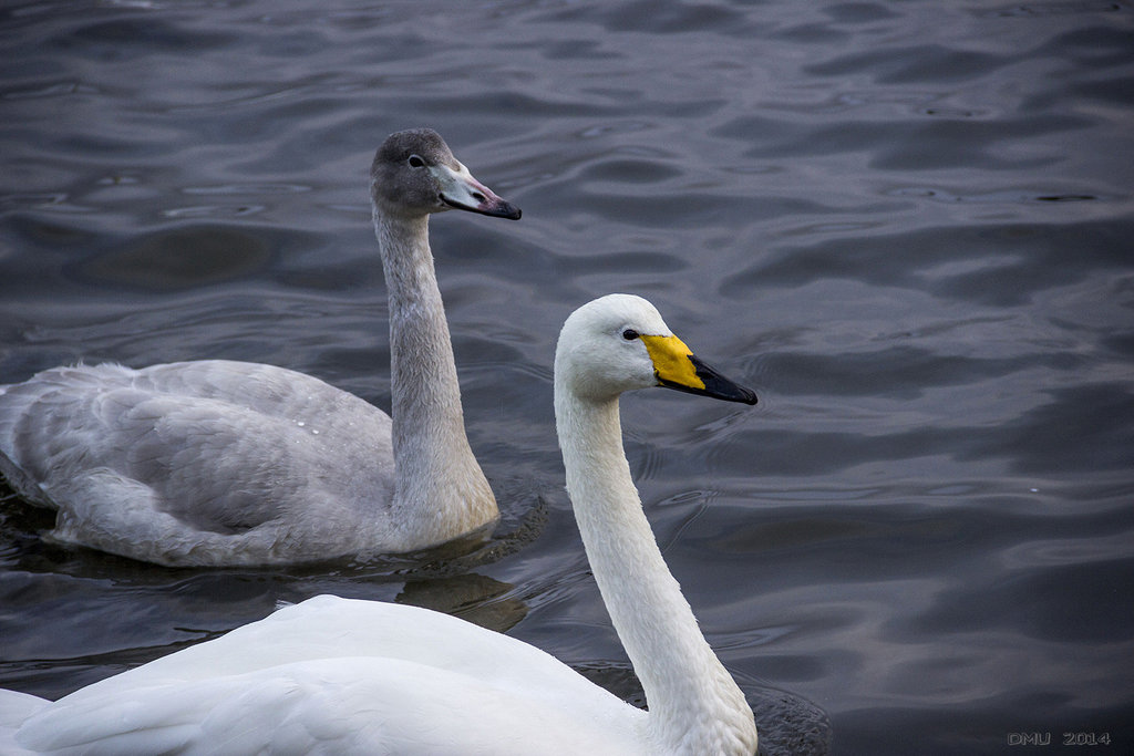 Singschwäne (Cygnus cygnus)