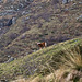 Horse at Alpe Gias Comune, Oropa, Biella