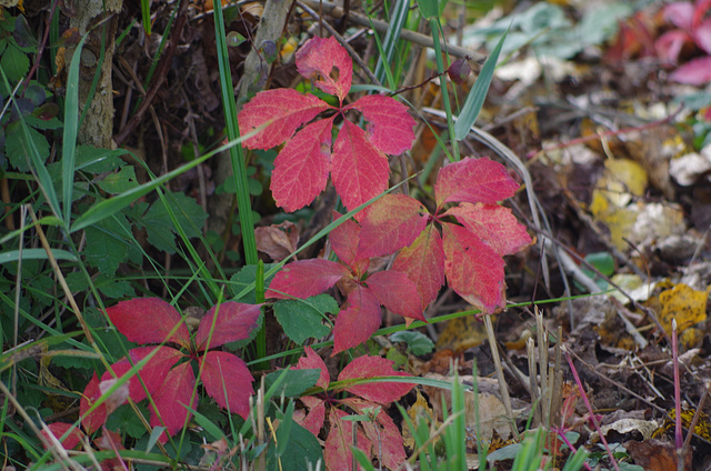 couleurs d'automne