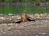 La danse des canards