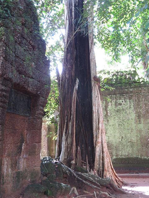 Ta prohm : arbre creux de la 2e enceinte.